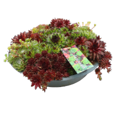 Arrangement zinken schaal